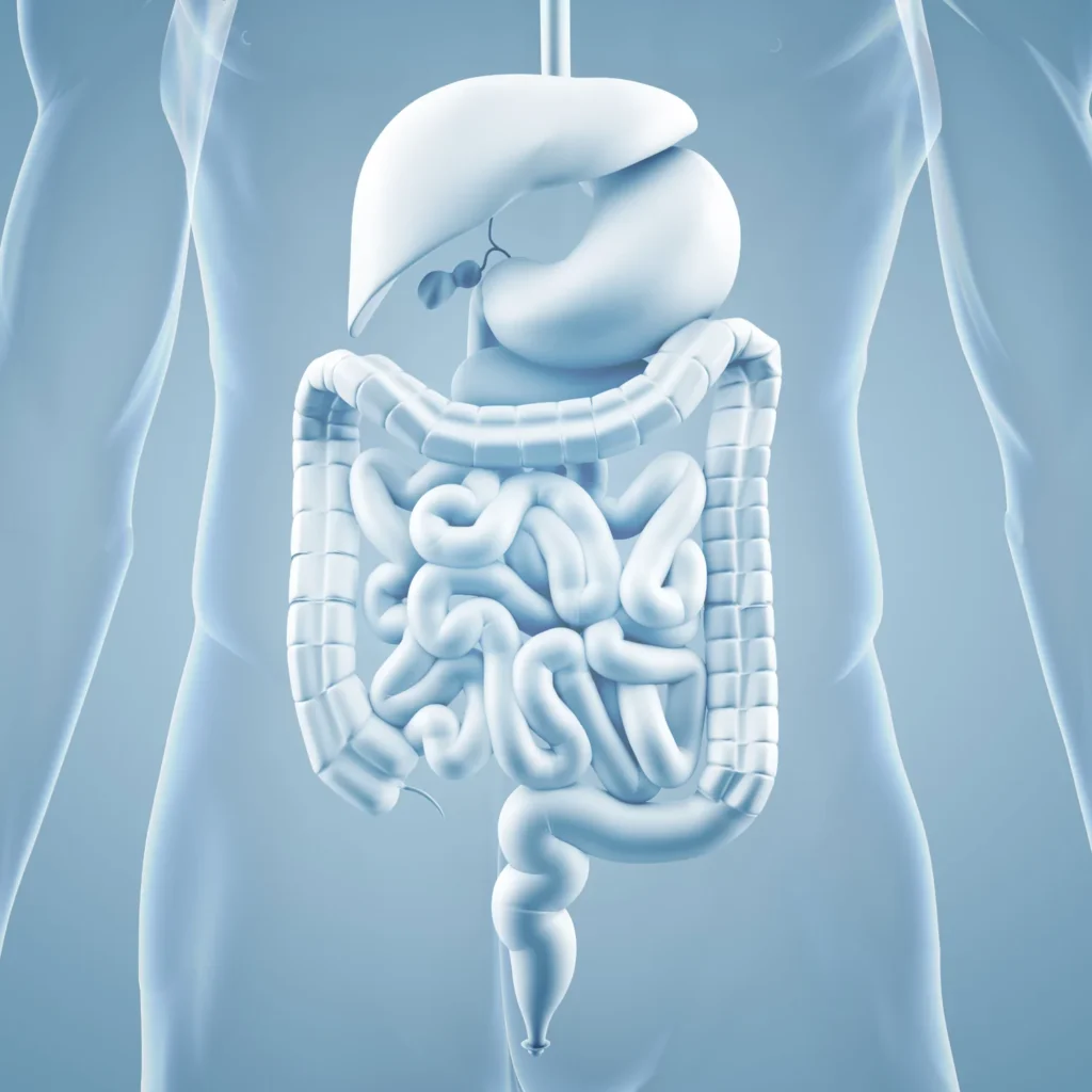 How Visceral Mobilization Can Assist with the Treatment of SIBO