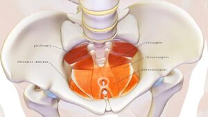 Understanding Your Pelvic Floor What It Is and Who Needs Pelvic Floor Therapy