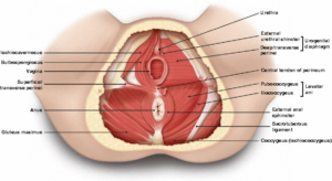 Understanding Your Pelvic Floor What It Is and Who Needs Pelvic Floor Therapy