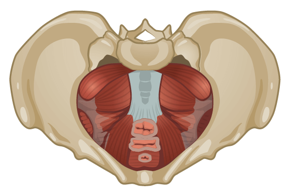 Understanding Your Pelvic Floor What It Is and Who Needs Pelvic Floor Therapy