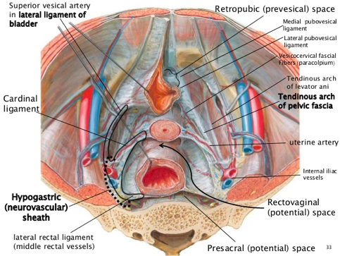 pelvic_bowel_with_fascia